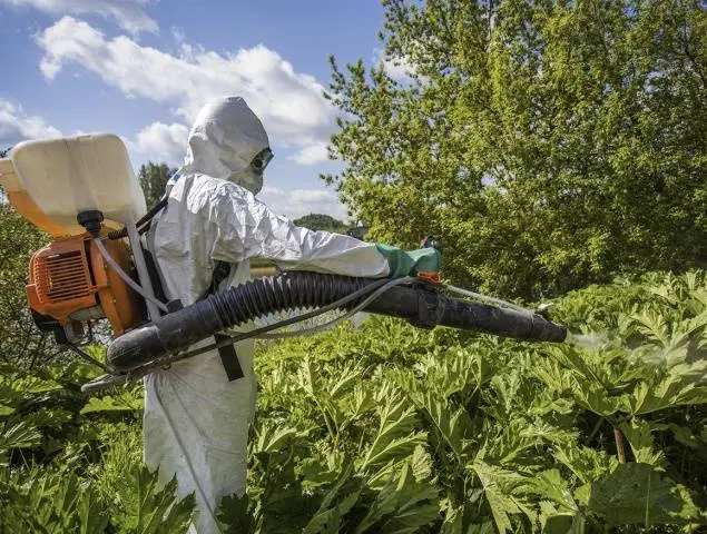 Why is it undesirable to spread hogweed Sosnowski