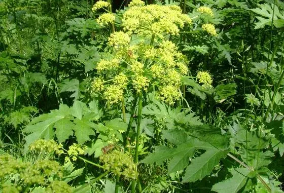 Why is it undesirable to spread hogweed Sosnowski