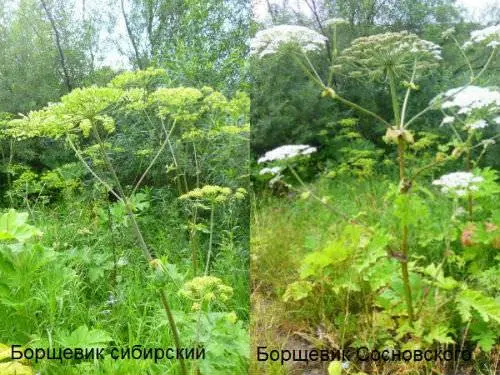 Why is it undesirable to spread hogweed Sosnowski