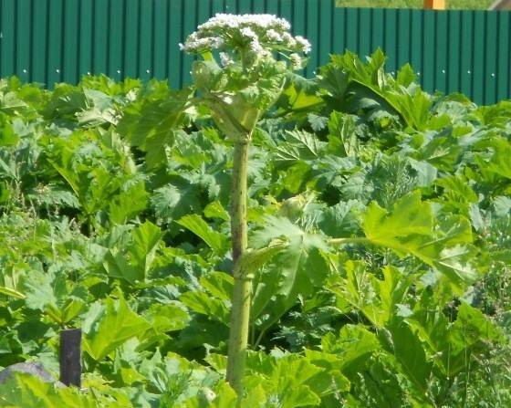 Why is it undesirable to spread hogweed Sosnowski