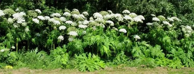 Why is it undesirable to spread hogweed Sosnowski