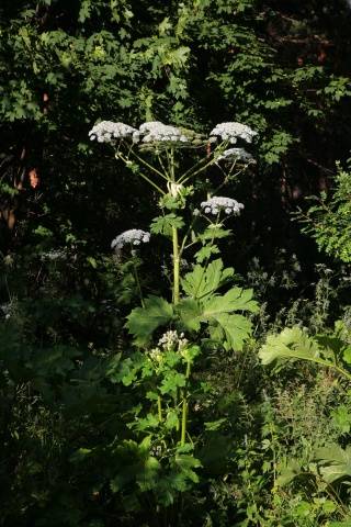 Why is it undesirable to spread hogweed Sosnowski