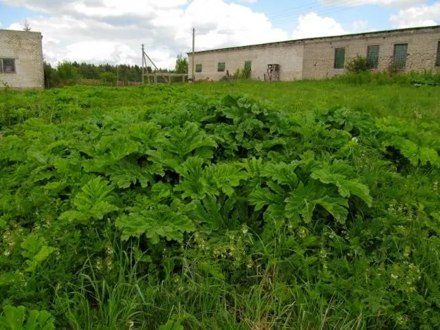 Why is it undesirable to spread hogweed Sosnowski