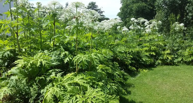 Why is it undesirable to spread hogweed Sosnowski