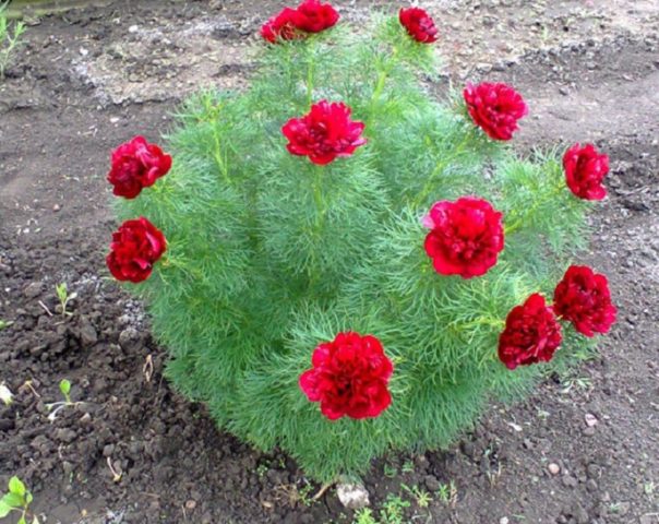 Why is the peony thin-leaved (narrow-leaved) in the Red Book: photo and description, where it grows