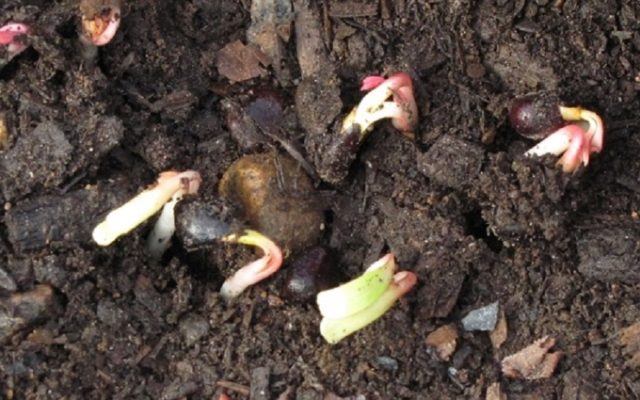 Why is the peony thin-leaved (narrow-leaved) in the Red Book: photo and description, where it grows