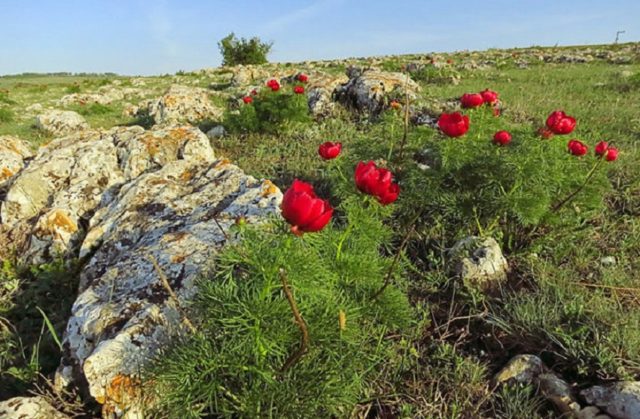 Why is the peony thin-leaved (narrow-leaved) in the Red Book: photo and description, where it grows