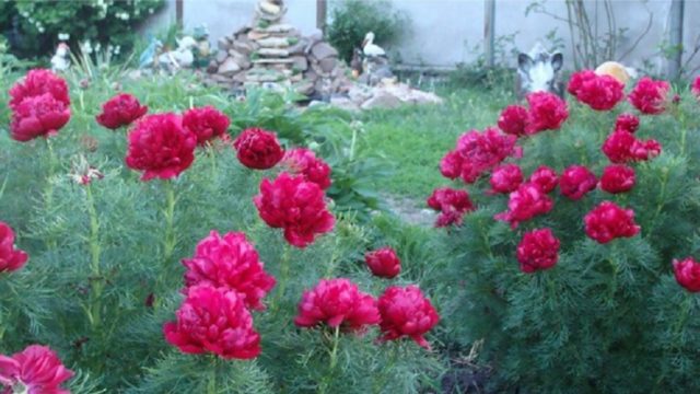 Why is the peony thin-leaved (narrow-leaved) in the Red Book: photo and description, where it grows