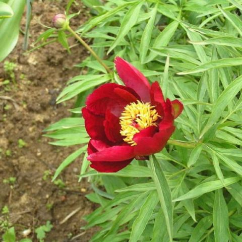 Why is the peony thin-leaved (narrow-leaved) in the Red Book: photo and description, where it grows