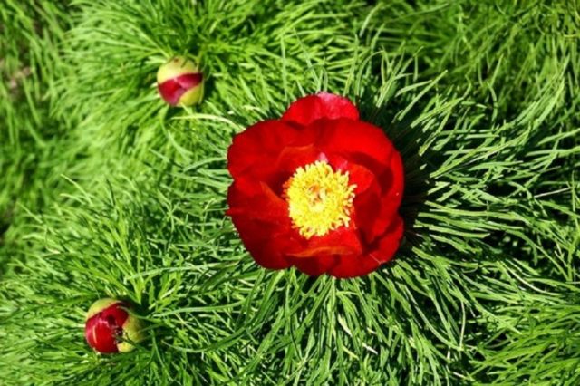 Why is the peony thin-leaved (narrow-leaved) in the Red Book: photo and description, where it grows