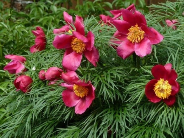 Why is the peony thin-leaved (narrow-leaved) in the Red Book: photo and description, where it grows