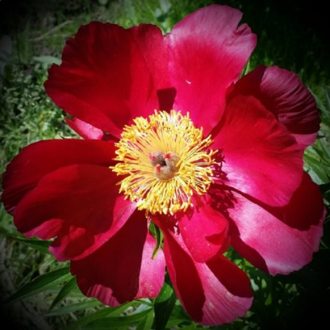 Why is the peony thin-leaved (narrow-leaved) in the Red Book: photo and description, where it grows