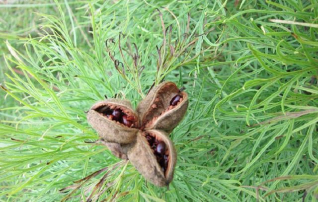 Why is the peony thin-leaved (narrow-leaved) in the Red Book: photo and description, where it grows