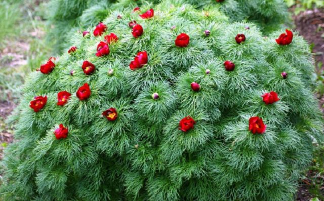 Why is the peony thin-leaved (narrow-leaved) in the Red Book: photo and description, where it grows