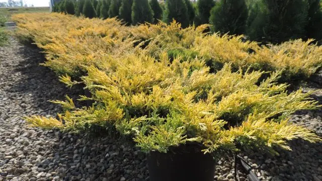 Why juniper turns yellow in spring, autumn, winter and summer