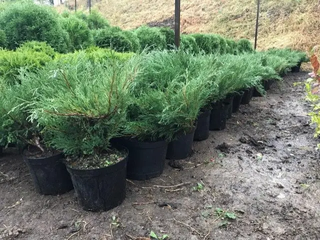 Why juniper turns yellow in spring, autumn, winter and summer