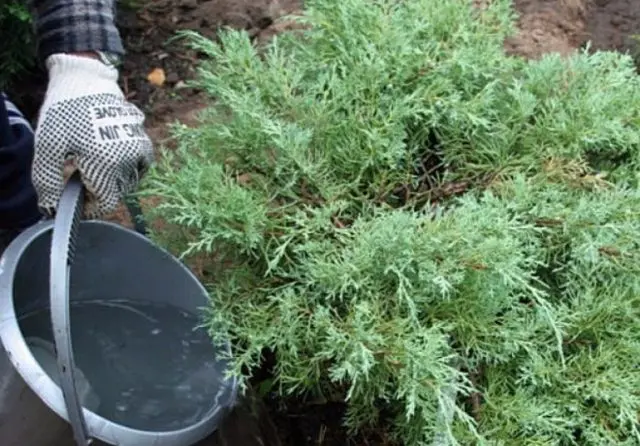 Why juniper turns yellow in spring, autumn, winter and summer