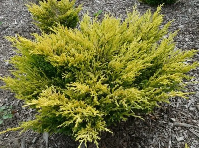 Why juniper turns yellow in spring, autumn, winter and summer