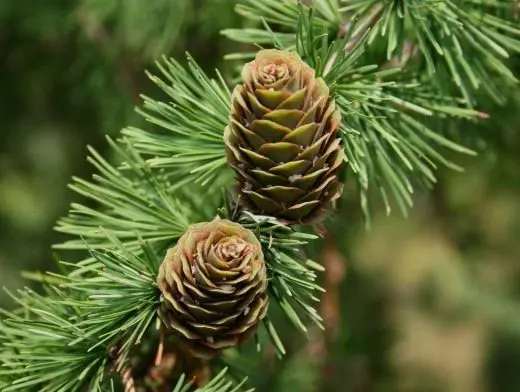 Why larch sheds leaves for the winter