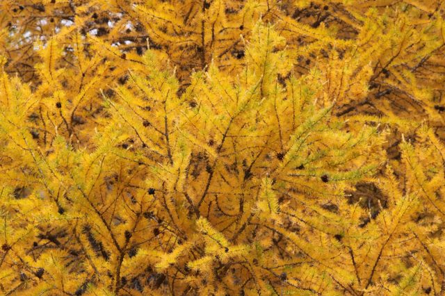 Why larch sheds leaves for the winter