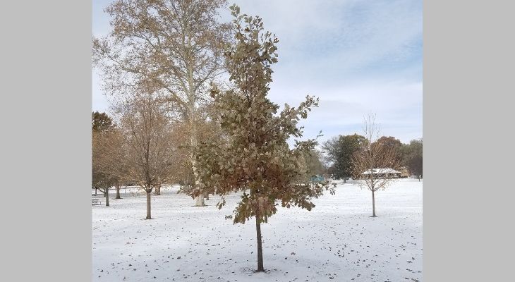 Why larch sheds leaves for the winter