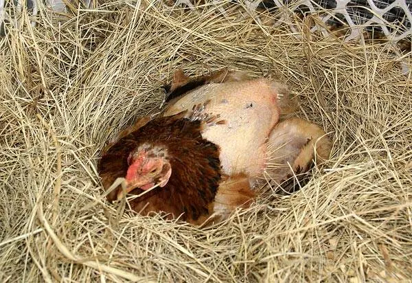 Why laying hens stopped laying 