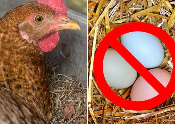 Why laying hens stopped laying 