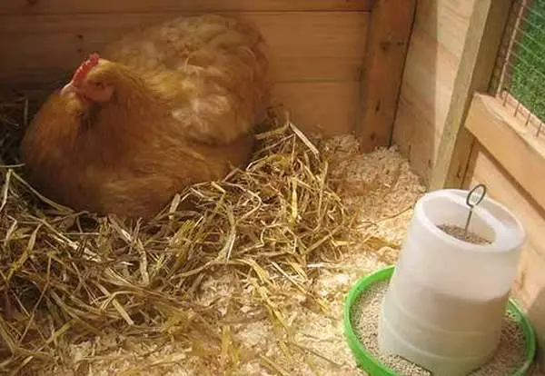 Why laying hens stopped laying 