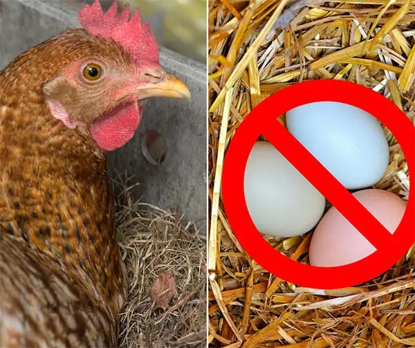 Why laying hens stopped laying 