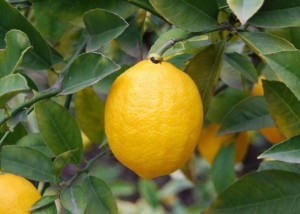 Why lemon leaves fall, methods of struggle