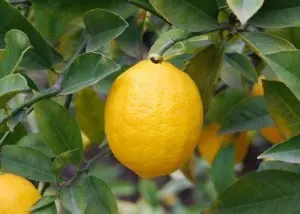 Why lemon leaves fall, methods of struggle