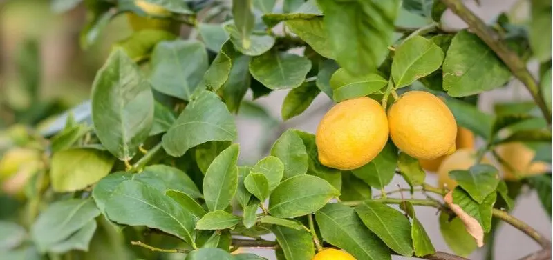 Why lemon leaves fall, methods of struggle