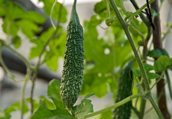 Why melon tastes bitter and what is momordica