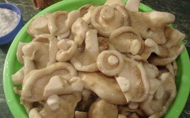 Why milk mushrooms are bitter: causes and ways to get rid of bitterness