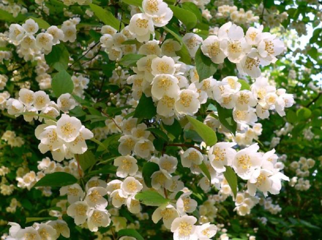 Why mock orange (garden jasmine) does not bloom and what to do