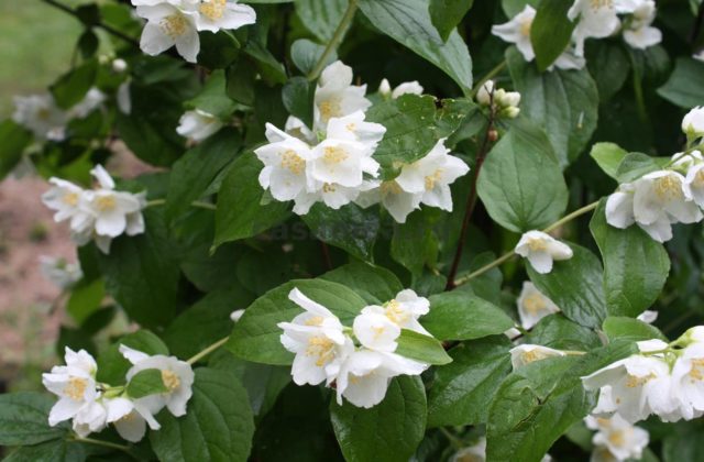 Why mock orange (garden jasmine) does not bloom and what to do