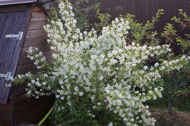 Why mock orange (garden jasmine) does not bloom and what to do