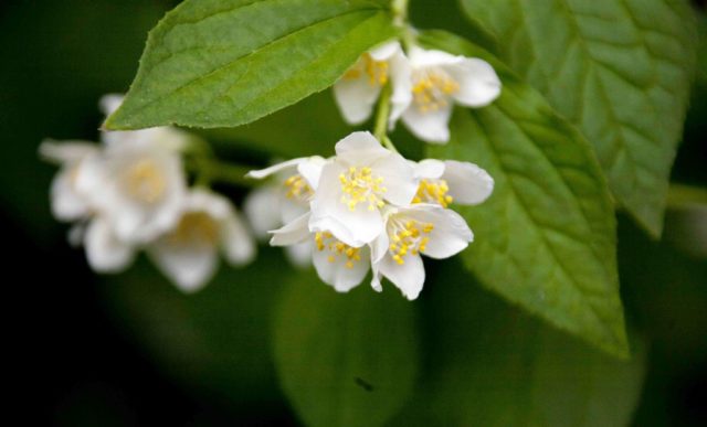 Why mock orange (garden jasmine) does not bloom and what to do