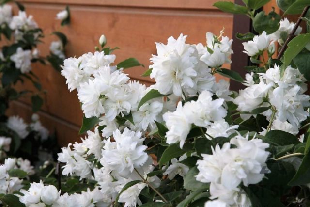 Why mock orange (garden jasmine) does not bloom and what to do