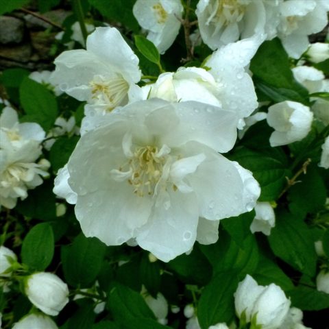 Why mock orange (garden jasmine) does not bloom and what to do