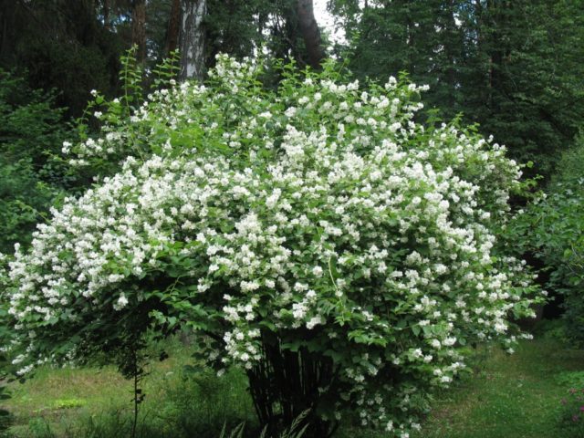 Why mock orange (garden jasmine) does not bloom and what to do