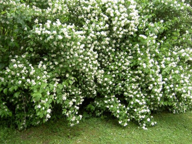 Why mock orange (garden jasmine) does not bloom and what to do