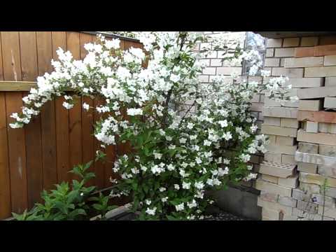 Why mock orange (garden jasmine) does not bloom and what to do