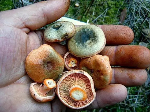 Why mushroom mushrooms turned green