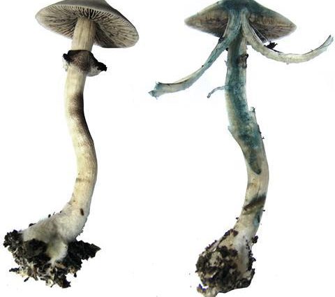 Why mushroom mushrooms turned green