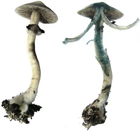 Why mushroom mushrooms turned green