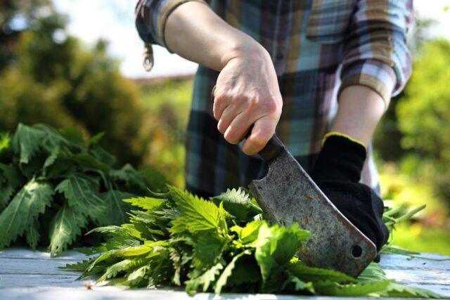 Why nettle stings: photo, causes, benefits, first aid for burns