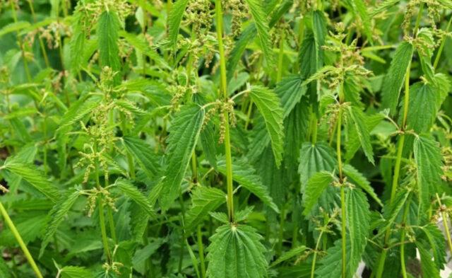 Why nettle stings: photo, causes, benefits, first aid for burns