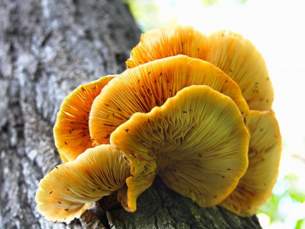 Why oyster mushroom is bitter and what to do