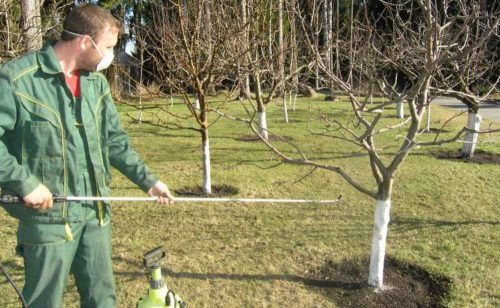 Why pear leaves turn black and how to treat